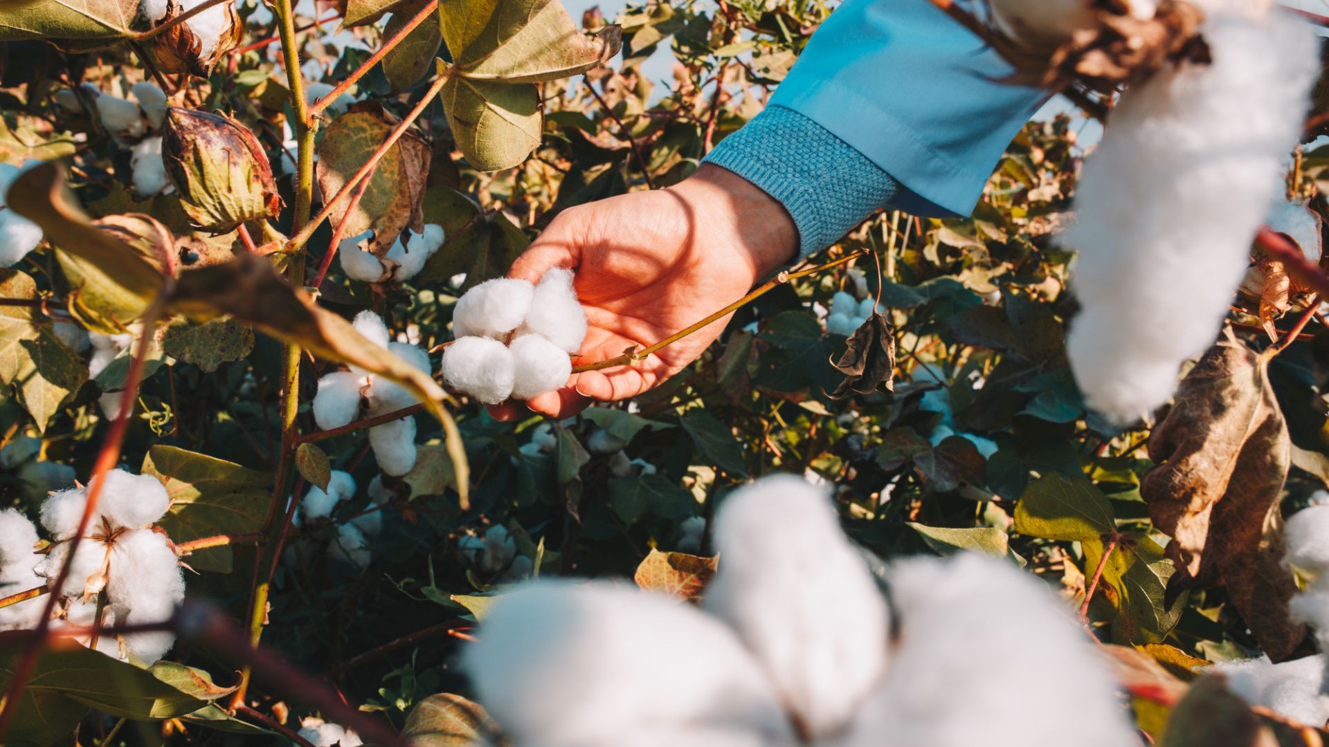 Cotton Spinning Process at Kotton Bliss