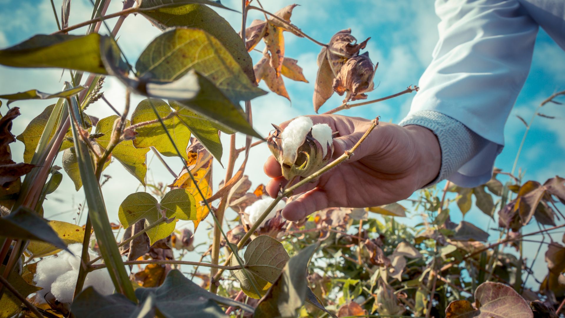 Modern Spinning Technology at Kotton Bliss